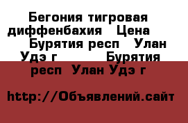 Бегония тигровая, диффенбахия › Цена ­ 150 - Бурятия респ., Улан-Удэ г.  »    . Бурятия респ.,Улан-Удэ г.